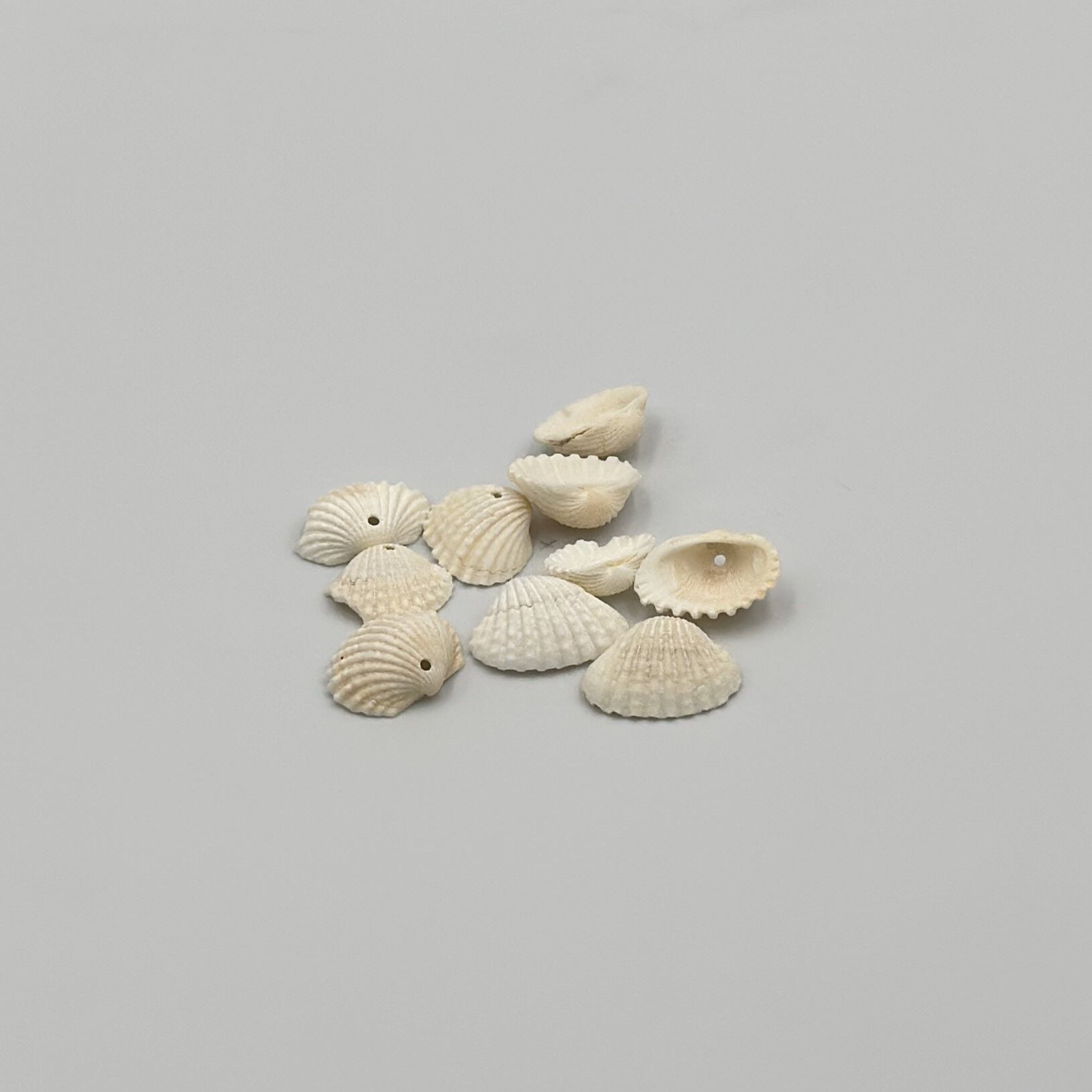 Gerçek Deniz Kabuğu Beyaz Midye Kabuğu 1,5cm 10lu
